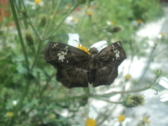 Quadrus lugubris