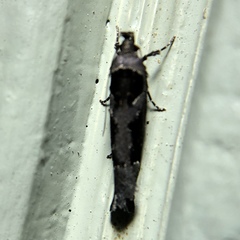 Pseudochelaria scabrella