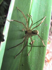 Heteropoda alta