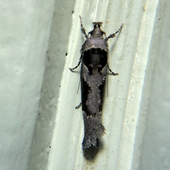 Pseudochelaria scabrella