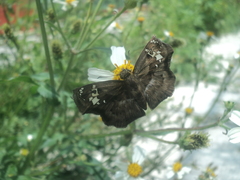 Quadrus lugubris