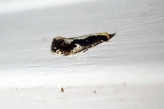 Monopis dorsistrigella