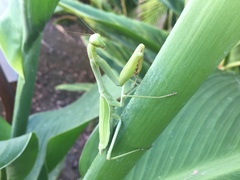 Stagmomantis limbata