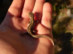 Calotriton asper