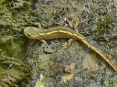 Calotriton asper