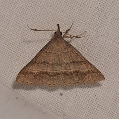 Renia flavipunctalis