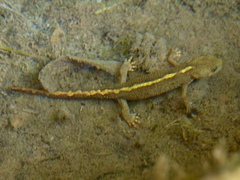 Calotriton asper