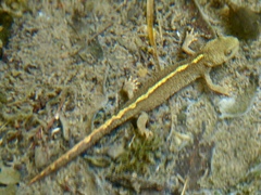 Calotriton asper
