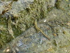 Calotriton asper