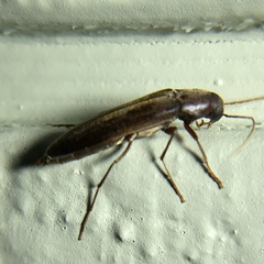 Serropalpus