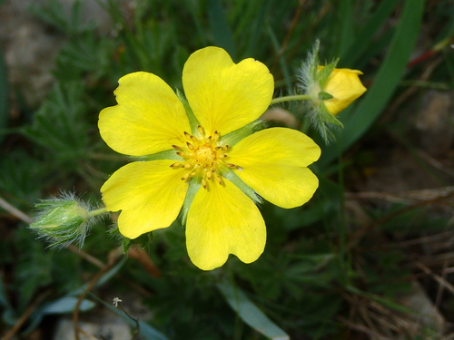 Image of Potentilla hirta by (c) Julien Renoult, some rights reserved (CC BY)