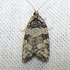 Argyrotaenia provana