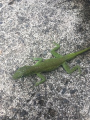 Anolis evermanni
