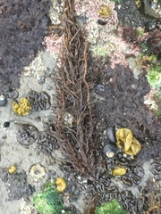 Cumagloia andersonii