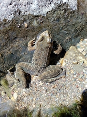 Lithobates zweifeli