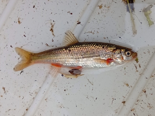 Achondrostoma asturicense