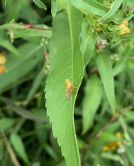 Icterica