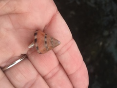 Calliostoma gloriosum