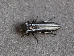 Agrilus gibbicollis