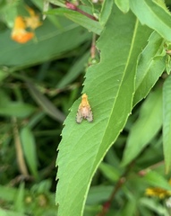 Icterica