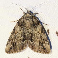 Catocala neogama euphemia