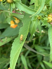 Icterica
