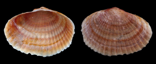 Adacna fragilis