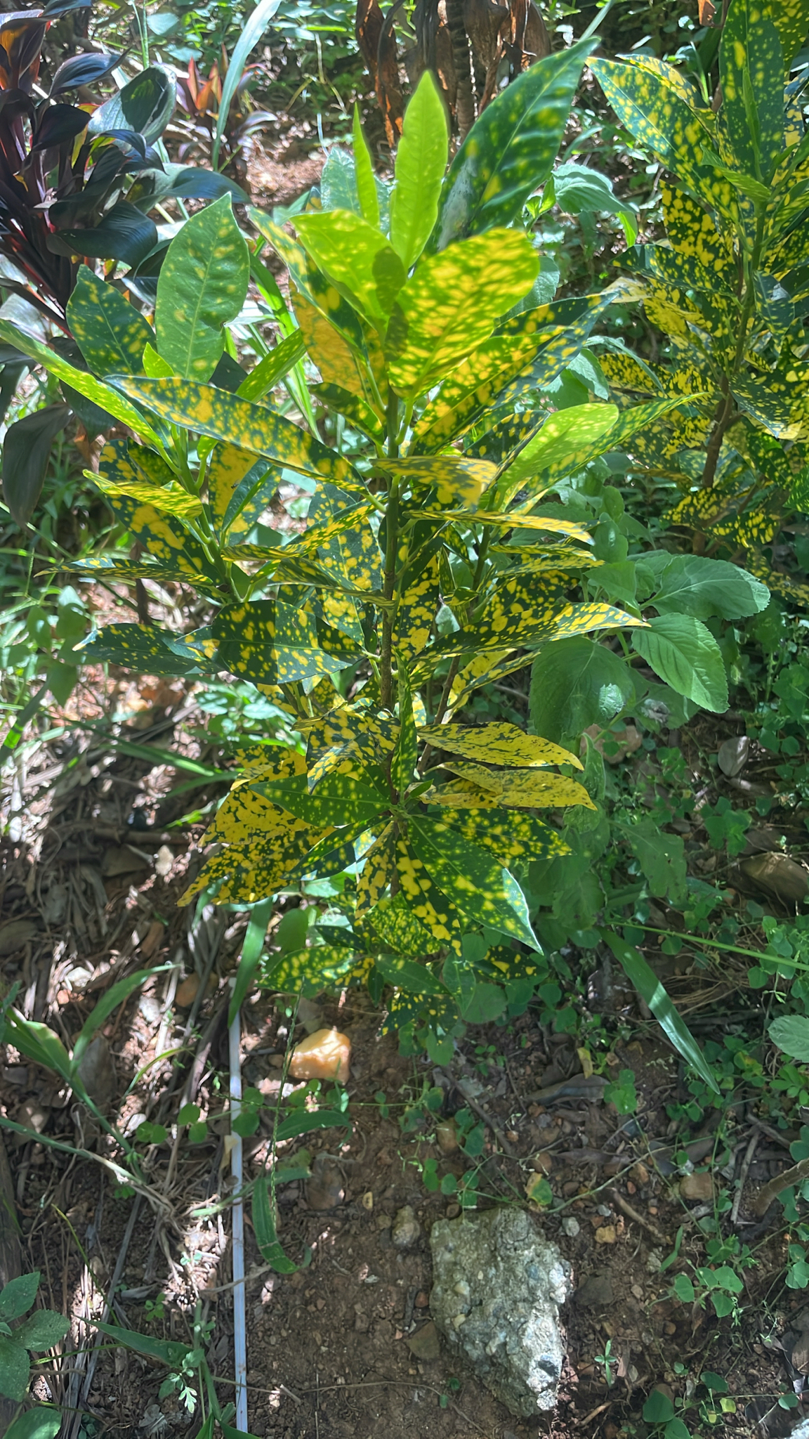 Codiaeum variegatum