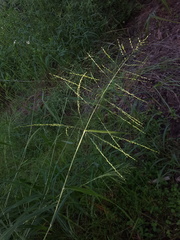 Panicum dichotomiflorum bartowense