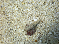 Coryphopterus glaucofraenum