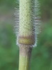 Panicum dichotomiflorum bartowense - Photo (c) Alex Abair, some rights reserved (CC BY-NC), uploaded by Alex Abair