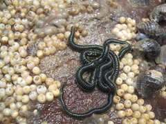 Eulalia microphylla