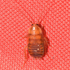 Parcoblatta pennsylvanica