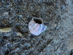 Megabalanus