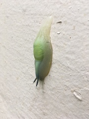 Gaeotis nigrolineata