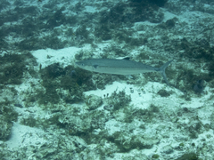 Scomberomorus regalis