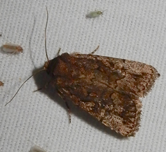 Eriopygini