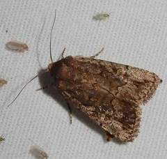 Eriopygini
