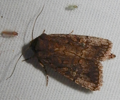 Eriopygini
