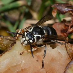 Dolichovespula maculata