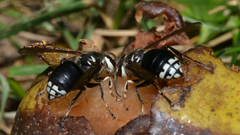 Dolichovespula maculata