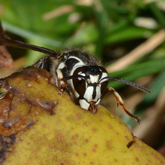 Dolichovespula maculata