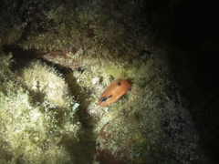 Apogon maculatus