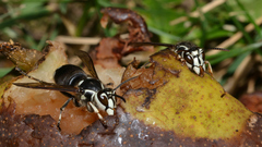 Dolichovespula maculata