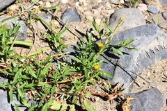 Heterotheca oregona
