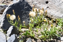 Heterotheca oregona