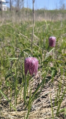 Fritillaria meleagris