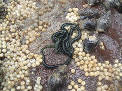 Eulalia microphylla