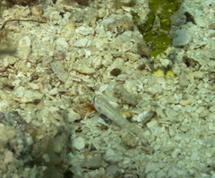 Gnatholepis thompsoni