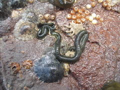 Eulalia microphylla
